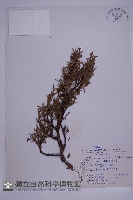 滇藏方枝柏藏品圖，第1張