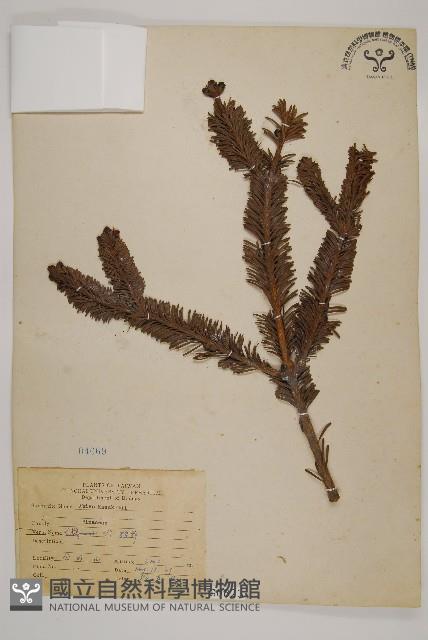 臺灣冷杉藏品圖，第1張