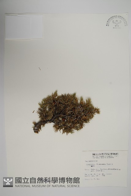 刺柏藏品圖，第1張