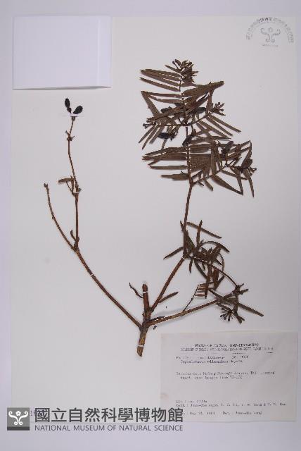 臺灣粗榧、台灣三尖杉藏品圖，第1張