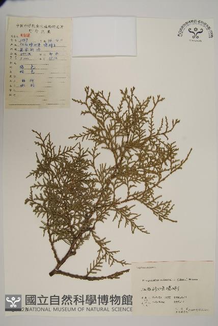 側柏藏品圖，第1張