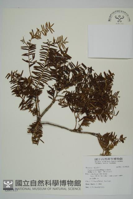 臺灣紅豆杉、紫杉、南方紅豆杉藏品圖，第1張