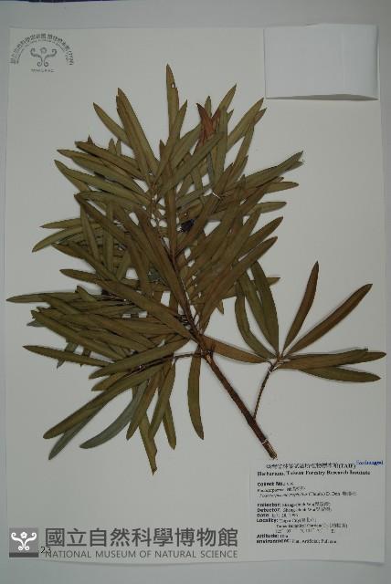 大葉羅漢松藏品圖，第1張