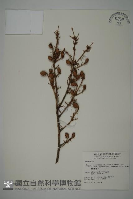 臺灣鐵杉藏品圖，第1張