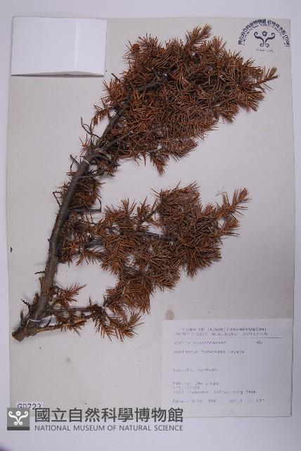 刺柏藏品圖，第1張