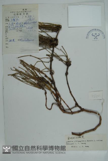 匍枝兩江麻黃藏品圖，第1張