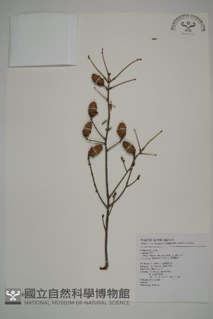 臺灣鐵杉藏品圖，第1張