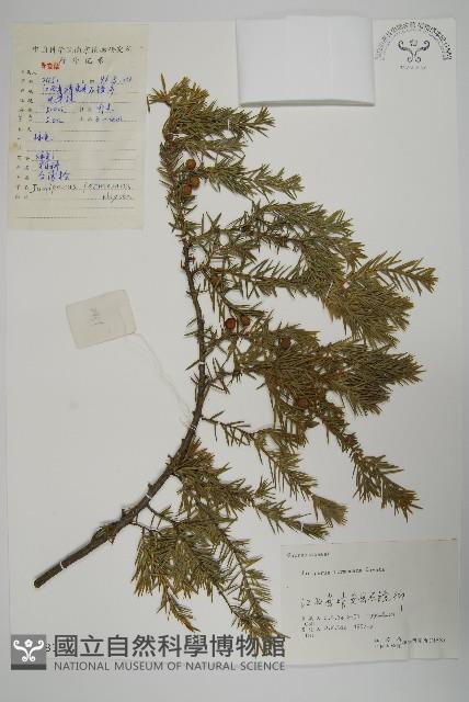 刺柏藏品圖，第1張