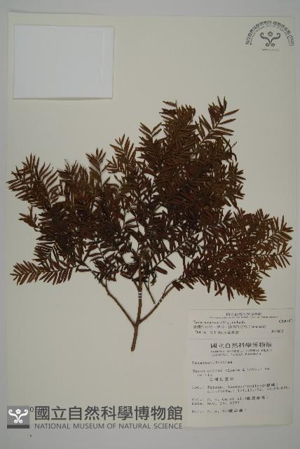 臺灣紅豆杉、紫杉、南方紅豆杉藏品圖，第1張