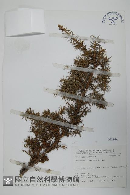 刺柏藏品圖，第1張