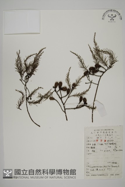水松、廣東杉藏品圖，第1張