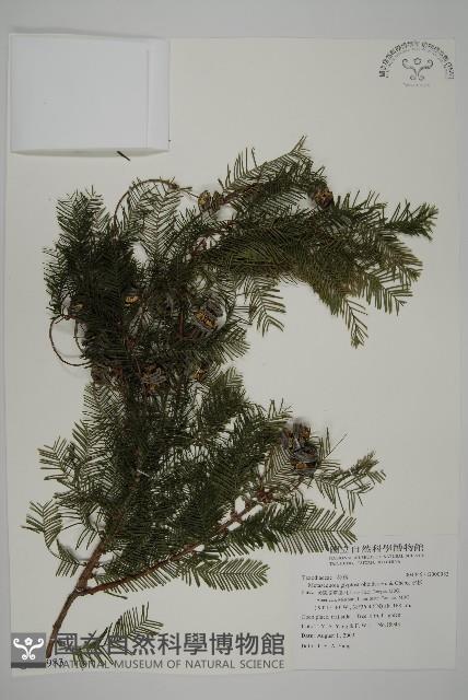 水杉藏品圖，第1張