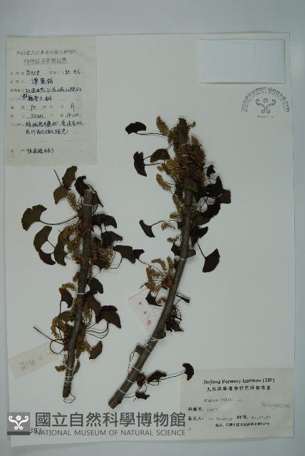 銀杏藏品圖，第1張