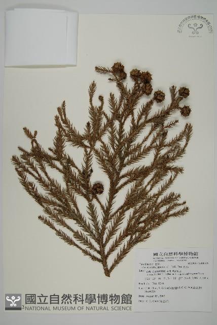 柳杉藏品圖，第1張