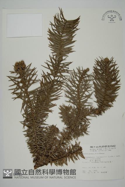 杉木藏品圖，第1張