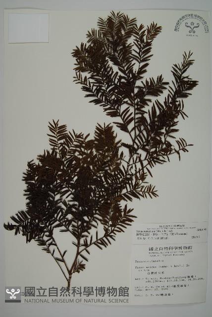 臺灣紅豆杉、紫杉、南方紅豆杉藏品圖，第1張