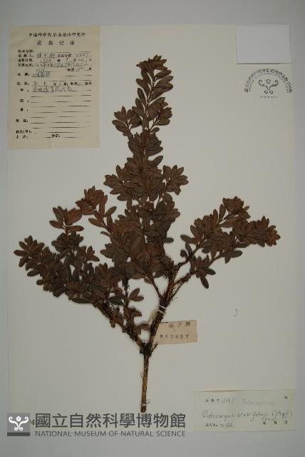 小葉漢松藏品圖，第1張