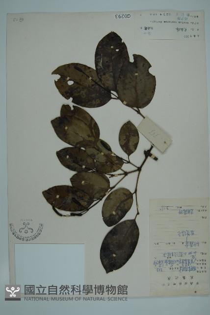 買麻藤藏品圖，第1張