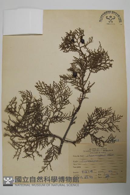 日本扁柏藏品圖，第1張