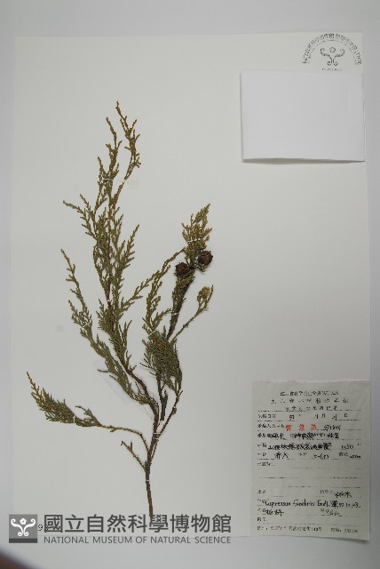 柏木、柏樹藏品圖，第1張