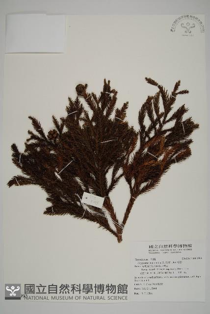 柳杉藏品圖，第1張