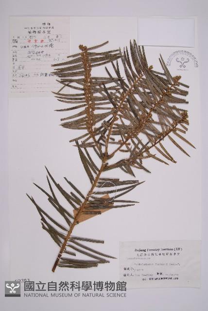 三尖杉藏品圖，第1張