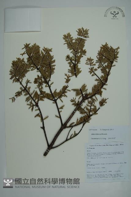 蒼山冷杉藏品圖，第1張