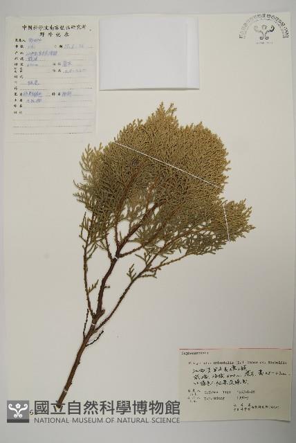 側柏藏品圖，第1張