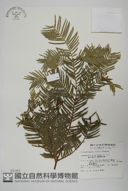 臺灣粗榧、台灣三尖杉藏品圖，第1張