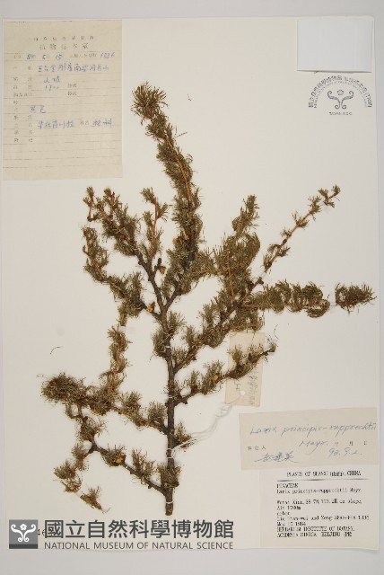 華北落葉松藏品圖，第1張