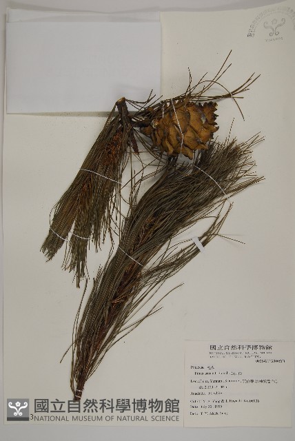華山松藏品圖，第1張