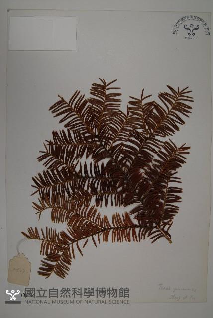 雲南紅豆杉藏品圖，第1張