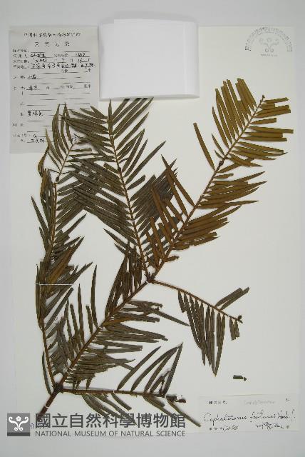 三尖杉藏品圖，第1張