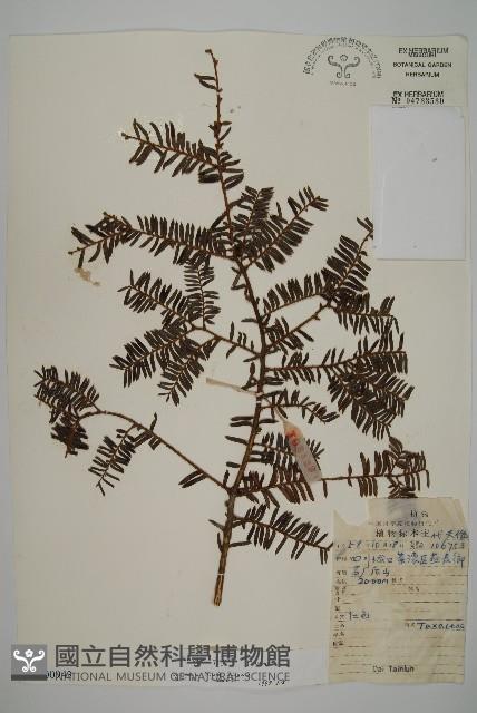 巴山榧樹藏品圖，第1張