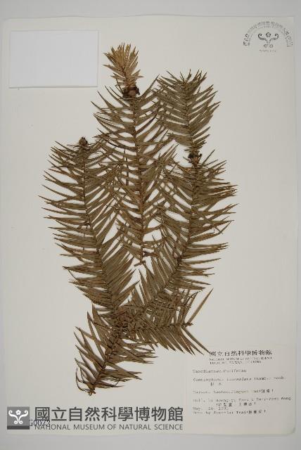 杉木藏品圖，第1張