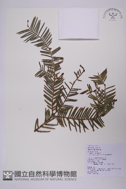 臺灣粗榧、台灣三尖杉藏品圖，第1張