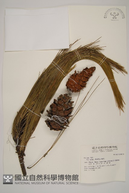 德達松、火炬松藏品圖，第1張