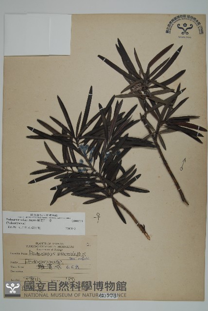 桃實百日青藏品圖，第1張
