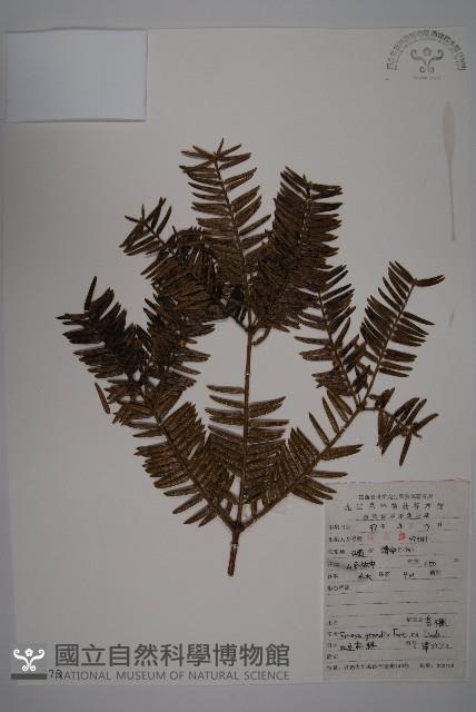 香榧藏品圖，第1張