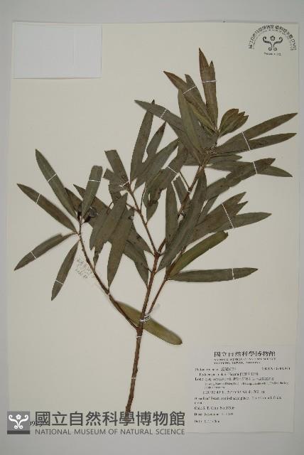 桃實百日青藏品圖，第1張