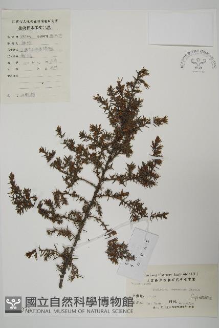 刺柏藏品圖，第1張