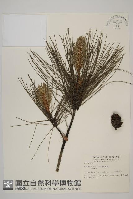 濕地松藏品圖，第1張