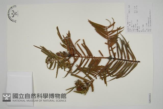 三尖杉藏品圖，第1張