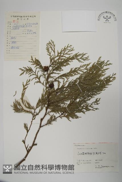 柏木、柏樹藏品圖，第1張