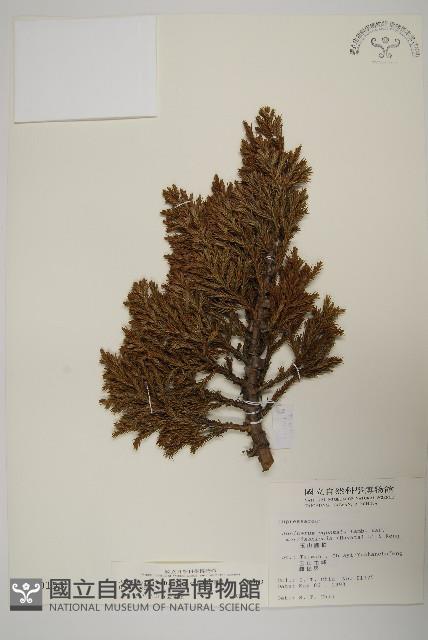 香青藏品圖，第1張