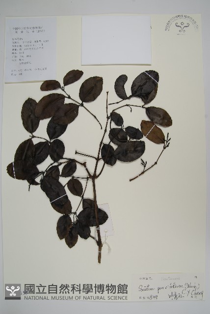 小葉買麻藤藏品圖，第1張