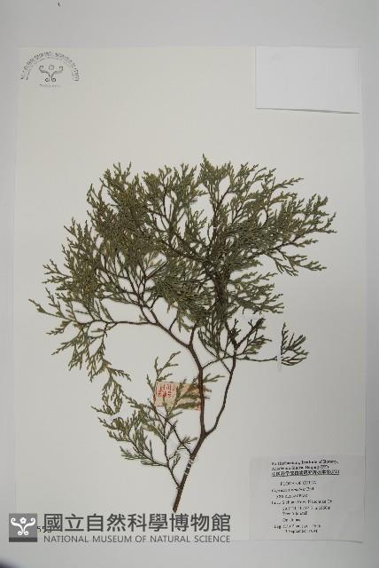 柏木、柏樹藏品圖，第1張