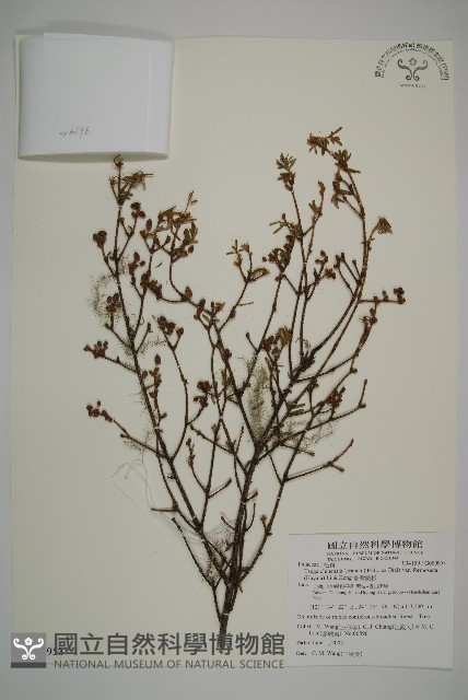 臺灣鐵杉藏品圖，第1張
