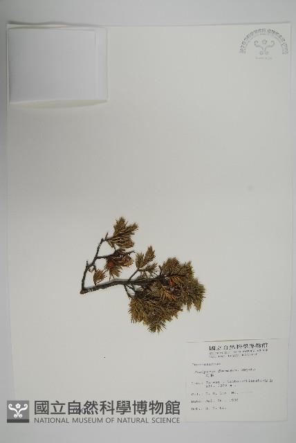 刺柏藏品圖，第1張