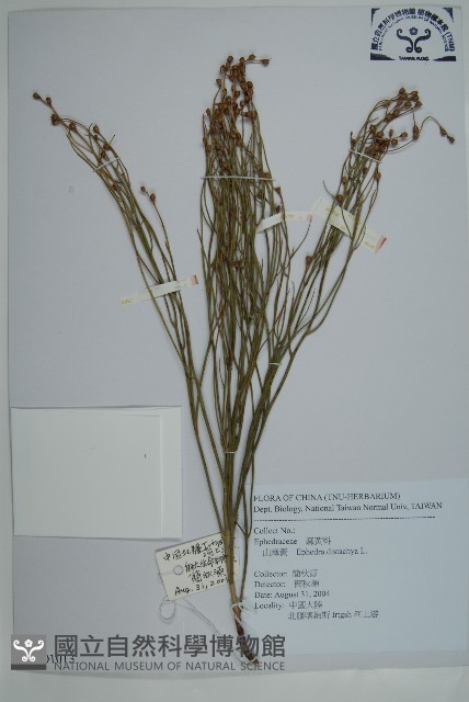 雙穗麻黃藏品圖，第1張